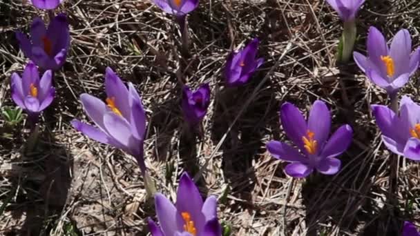 Camera zoom of saffrons blooming — Stock Video