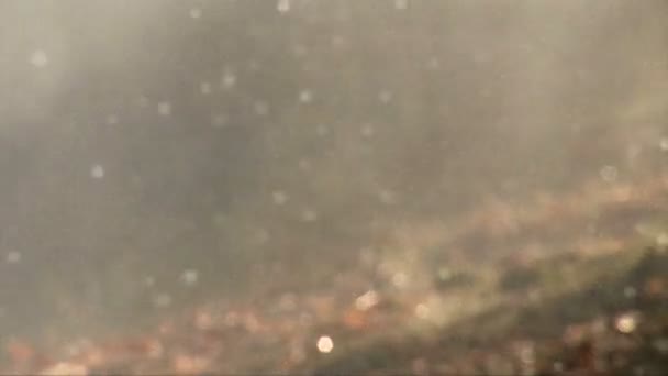 森の中の土砂降り. — ストック動画