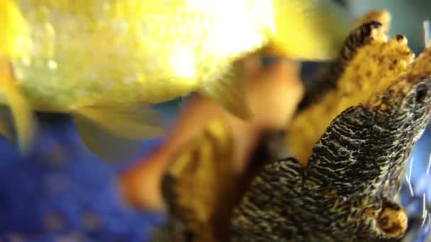 被枪杀的金鱼在鱼缸里关闭 — 图库视频影像