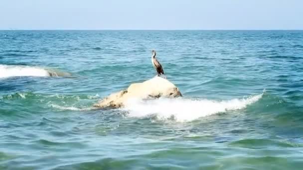 Vögel auf dem Felsen — Stockvideo