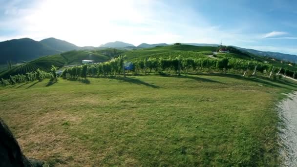 Plan de grue du vignoble paysager 