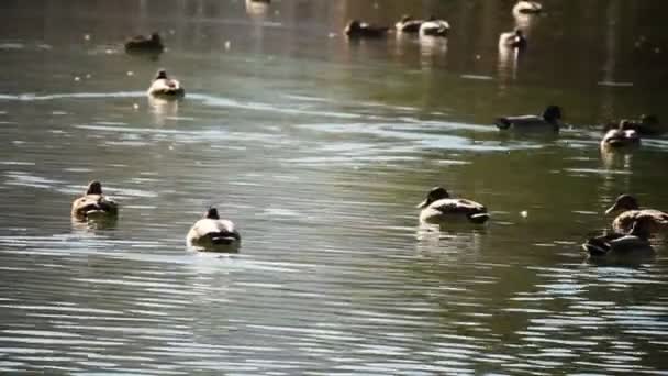 Shot z několika kachen, plavání v zelené jezero — Stock video