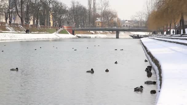 Shot van enkele eenden, zwemmen in de rivier — Stockvideo