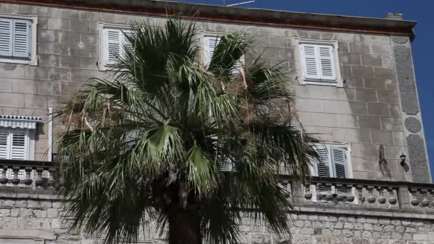 Close up shot of an old building's facade with a palm tree in the middle — Stock Video