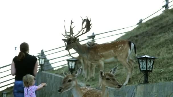 젊은 여자 deers를 먹이 — 비디오