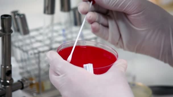 Close up hands of medical research in the analysis of bacteria — Stock Video