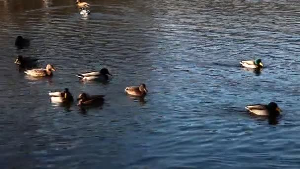 湖で泳いでいるいくつかのアヒル — ストック動画