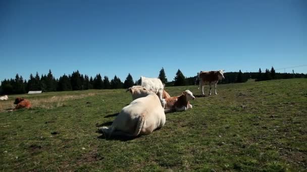 Vacas descansando em um tableland com um clima especial — Vídeo de Stock