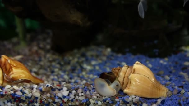 Zblízka střílel zlatých ryb do akvária — Stock video
