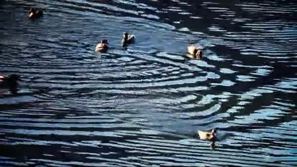 Several ducks swimming in lake — Stock Video