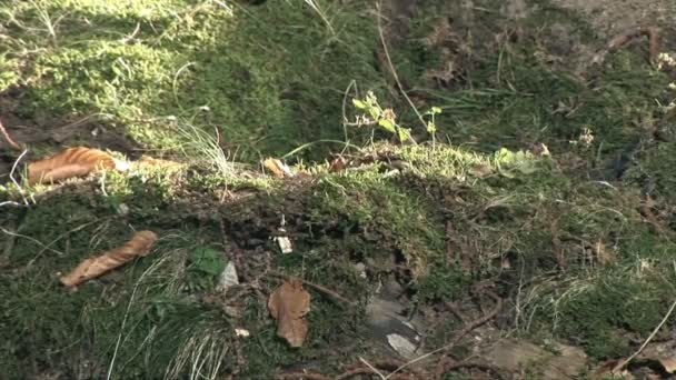 Gros plan du sol dans la forêt avec des photos de cycliste passant par 