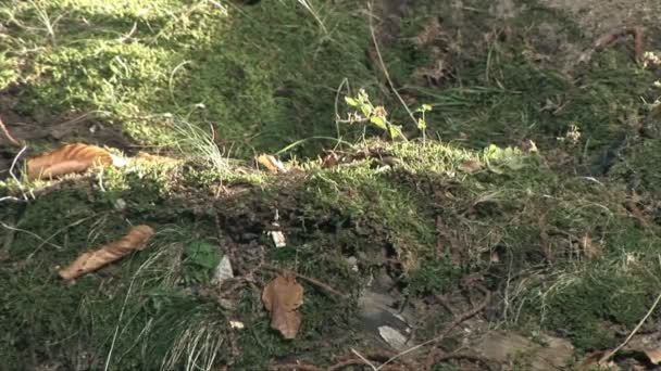 Primer plano del terreno en el bosque con disparos de ciclista conduciendo por — Vídeos de Stock