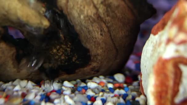 Zblízka střílel šnek a ryb v akváriu — Stock video