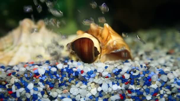 关闭的蜗居在鱼缸的底部被枪杀 — 图库视频影像