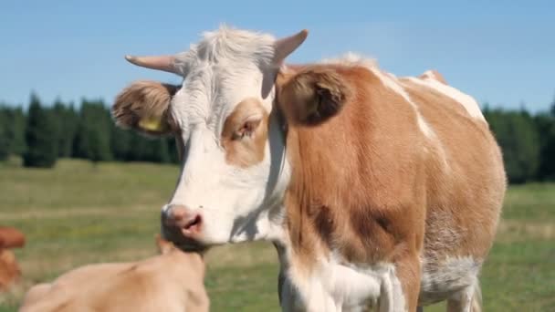 Vaca mirando y de pie sobre una meseta — Vídeo de stock