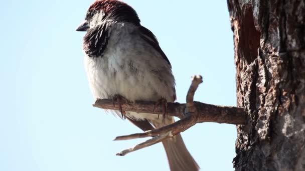 Tiro del pájaro en la casa del árbol — Vídeo de stock