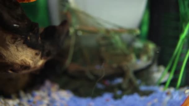 Close up shot of snail and fishes in the fish tank — Stock Video