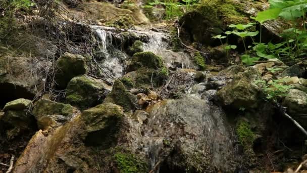 Los rápidos del río en el bosque — Vídeo de stock