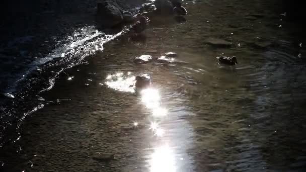 Varios patos en el lago y en la orilla — Vídeo de stock