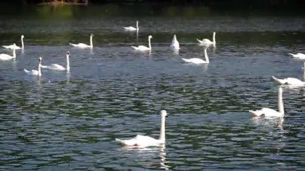 Лебеди плывут по озеру — стоковое видео
