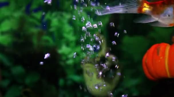 Bliska strzał złote rybki w akwarium — Wideo stockowe