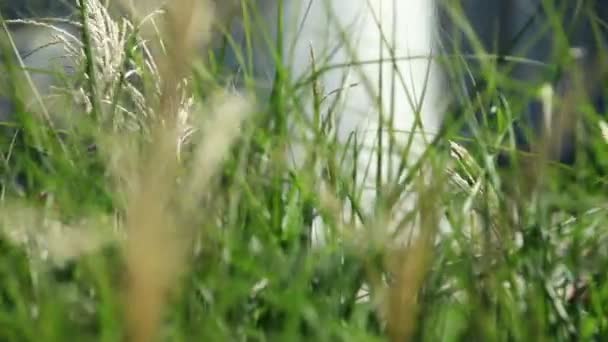 Schuss Brunnen im schönen Garten — Stockvideo