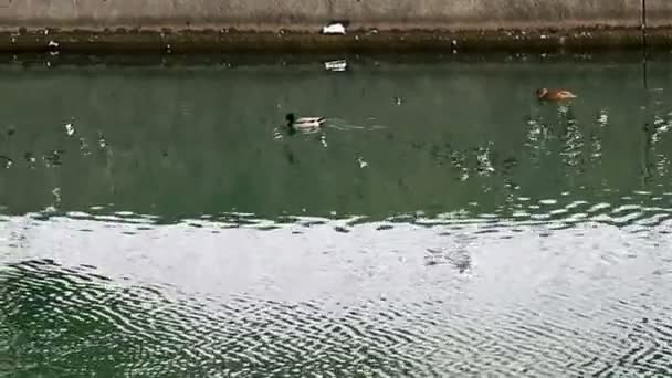 Выстрел уток, плавающих в реке — стоковое видео