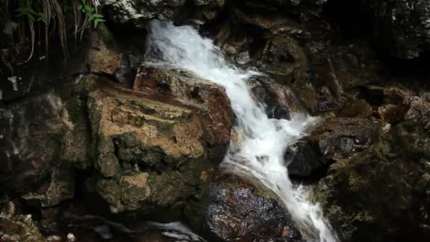 Stream stroomversnellingen in bos — Stockvideo