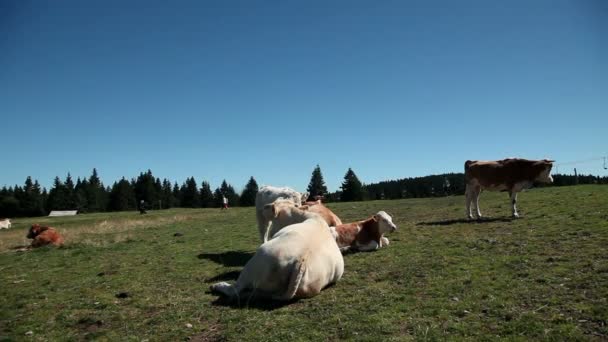 Jovem correndo entre vacas — Vídeo de Stock