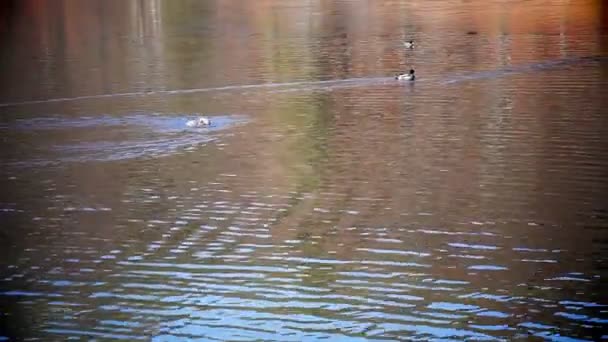 Kilka kaczek pływanie w jeziorze — Wideo stockowe