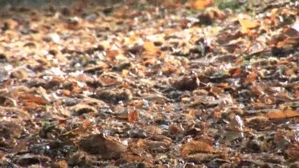 Promenade en forêt .