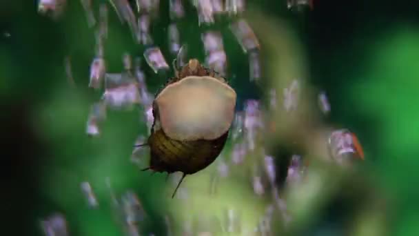 Close-up tiro de um caracol do mar no aquário — Vídeo de Stock