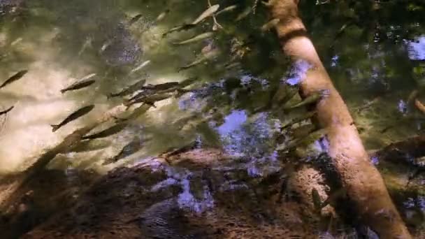 Tiro de cardume de peixes nadando no rio Krka — Vídeo de Stock