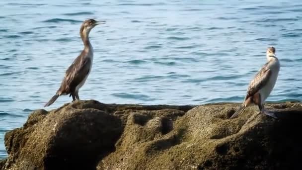 Birds on the rock — Stock Video