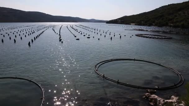 Tiro da fazenda de peixes perto de Split — Vídeo de Stock