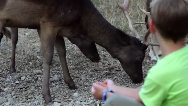 Niño pequeño mirando y alimentando ciervos — Vídeo de stock