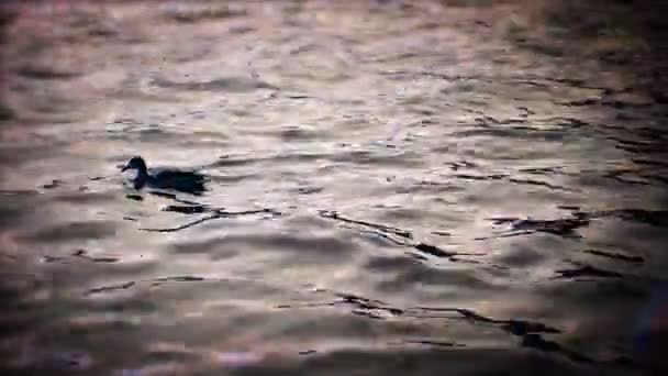 Птица плавает на озере — стоковое видео