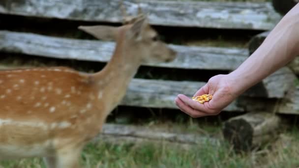 Ciervo comiendo maíz de la mano del hombre — Vídeos de Stock