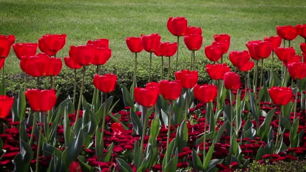 Schot van rood blossom tullips en madeliefjes in park — Stockvideo