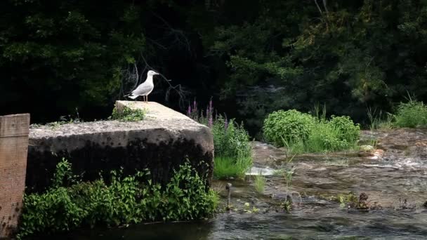 Tiro de uma gaivota de pé e do que levantando-se da parede — Vídeo de Stock