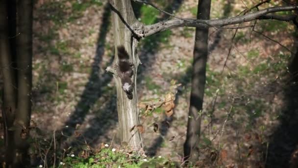 Camera shaking is illustrating squirrel movement — Stock Video