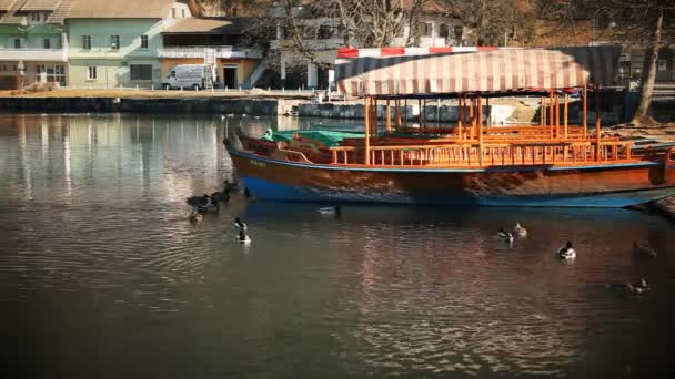 Patos nadando barcos de passagem no lago de Bled — Vídeo de Stock