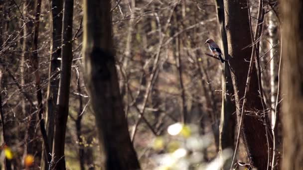 Bird looking around and flying — Stock Video