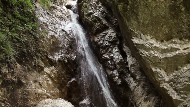 Corriente en el bosque — Vídeos de Stock