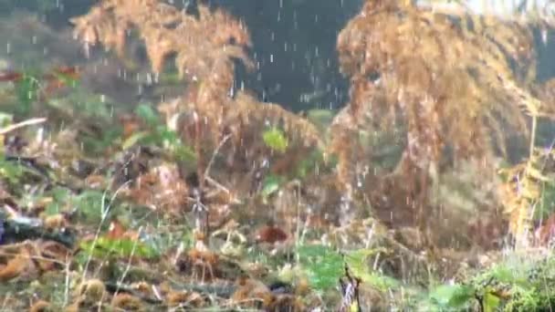 В лесу дождливый день — стоковое видео