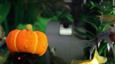 balık tank atış kapatmak