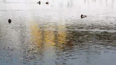 bazı ördek nehirde yüzmeye Shot
