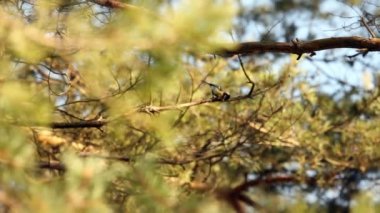 hala ateş Dalların rüzgarda üflenir