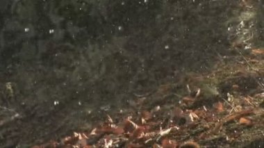 ormanda yağmur yağıyor.