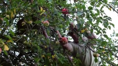 yaşlı bir adam sonbaharda elma toplama